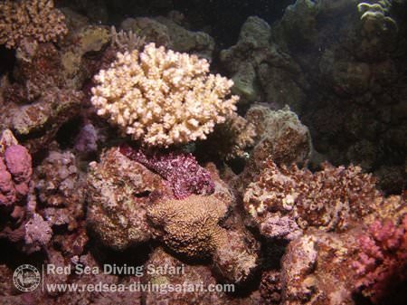 stonefish at night